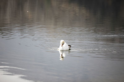 Swan swimming in lake