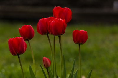 Close-up of red tulips on field