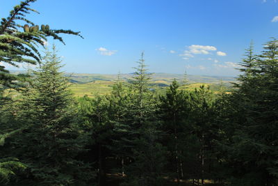 Trees on landscape against sky