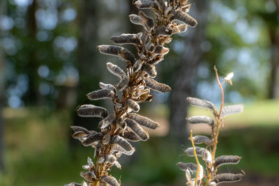 Close-up of dried plant