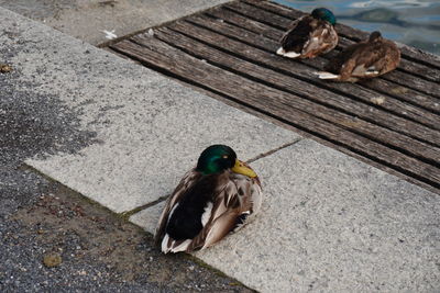 High angle view of bird perching on footpath