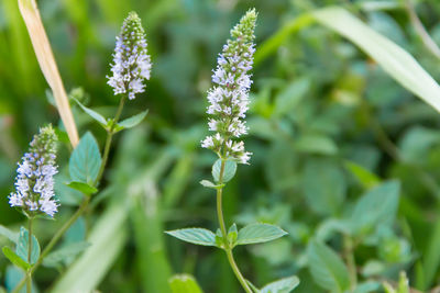 Close-up of white flowering plant