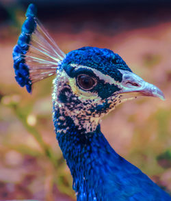 Close-up of a peacock.