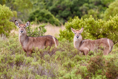 Portrait of deer standing by trees