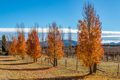 Trees on field during autumn