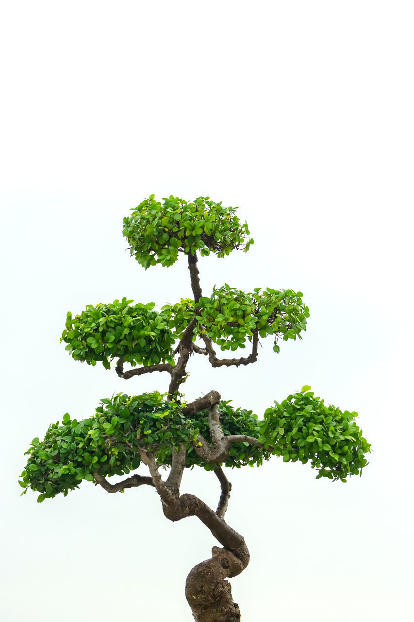 CLOSE-UP OF TREE AGAINST WHITE BACKGROUND