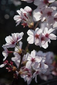 Close-up of pink flowers