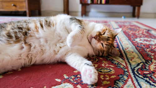 Cat lying on bed at home