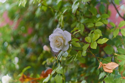 Close-up of white rose on plant