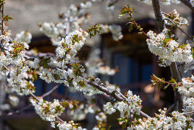 Close-up of cherry blossom tree against building