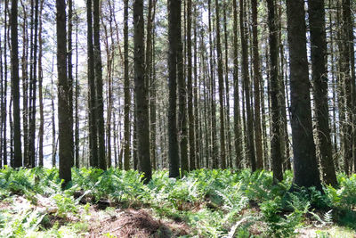 Trees in forest