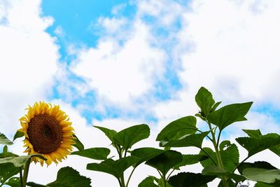 Close-up of sunflower against sky