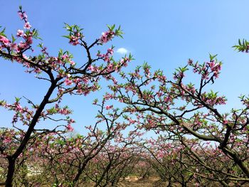 Low angle view of cherry blossoms against blue sky