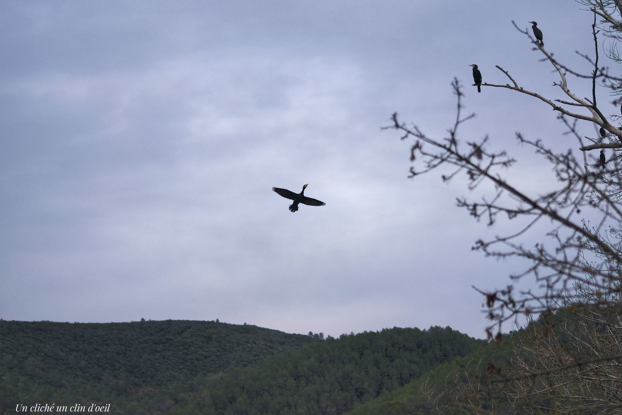 LOW ANGLE VIEW OF AIRPLANE FLYING OVER TREES AGAINST SKY