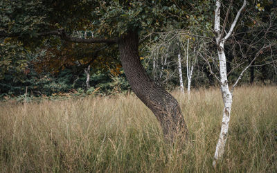 View of a forest