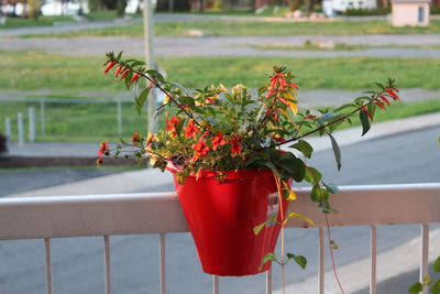 Close-up of red potted plant on railing