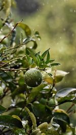 green