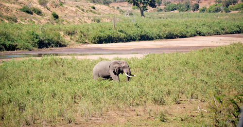 Elephant walking in a field