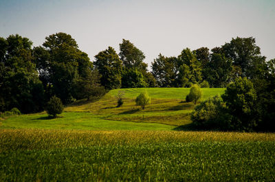 Scenic view of grassy field against clear sky