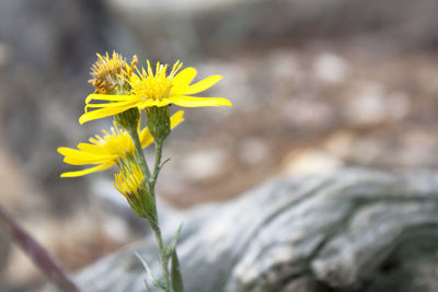 Close-up of yellow flowering plant