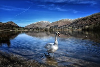 Swan on lake against sky