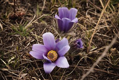 Close-up of purple crocus blooming on field