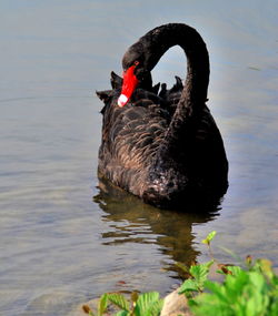 Black swan swimming on lake