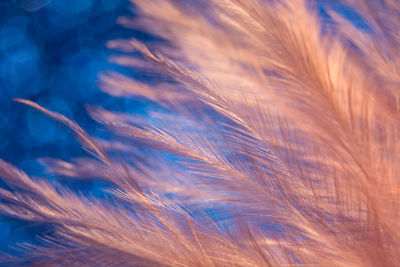 Full frame shot of feather