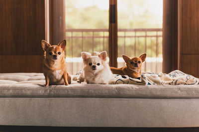 Portrait of dog sitting on sofa at home