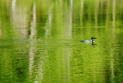 Ducks swimming in lake