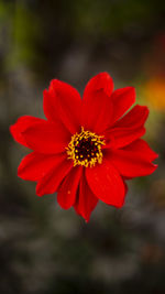 Close-up of red flower