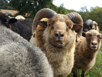 Portrait of sheep standing on field