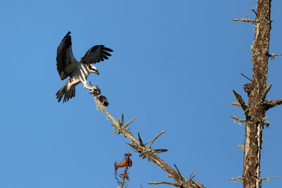 Low angle view of eagle flying against sky