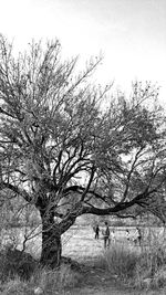 Bare trees on grassy field