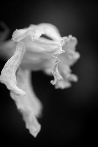 Close-up of wilted flower against black background