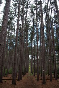 Trees in forest