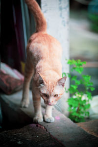 Close-up of cat looking at camera