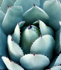 Blue agave