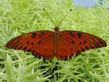 Butterfly on leaf