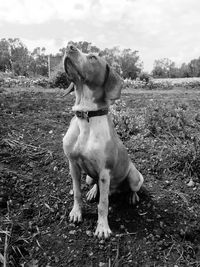 Dog looking away on field