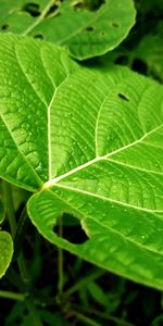 Close-up of green leaves