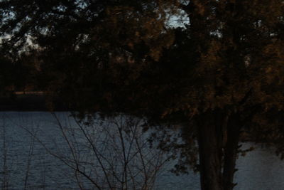 Trees by lake against sky during winter