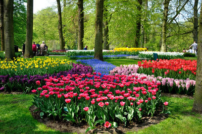 View of tulips in park