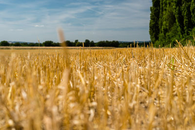 Landscape of golden stubble field by summertime on background blue sky with clouds and trees.