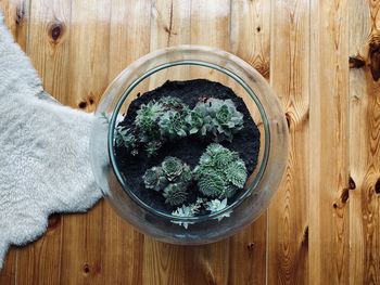 High angle view of plants in bowl on table