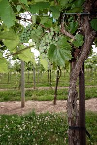 Close-up of tree growing in field