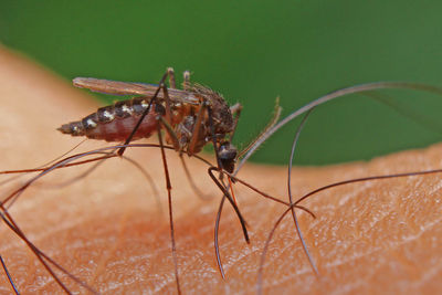 Close-up of insect