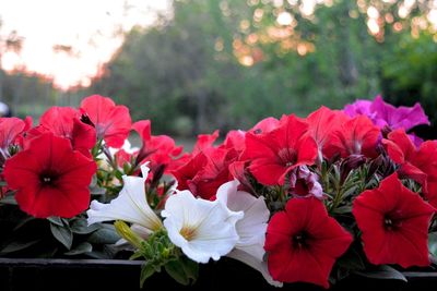 Close-up of flowers blooming outdoors