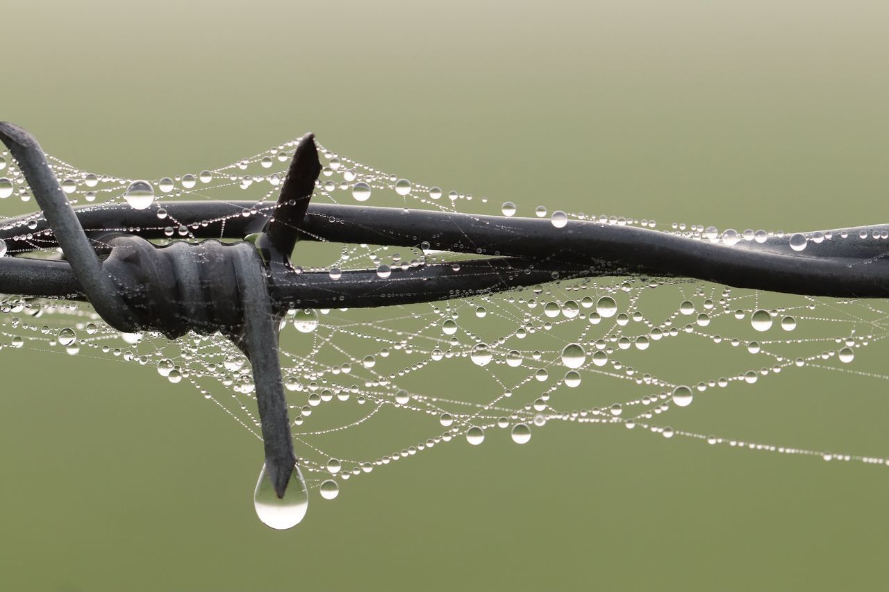 CLOSE-UP OF WATER DROPS ON SPIDER WEB ON PLANT