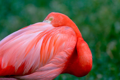 Close-up of flamingo preening outdoors